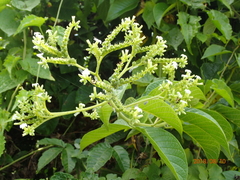 Heliotropium verdcourtii