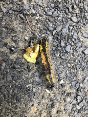 Acronicta euphorbiae