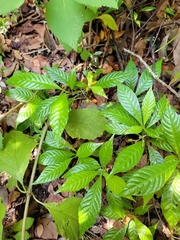 Psychotria nervosa