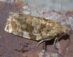 Archips argyrospila