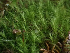 Bartramia pomiformis