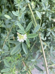 Melilotus albus