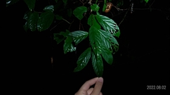 Maesa perlaria formosana