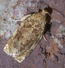 Archips argyrospila