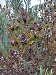 Leucadendron rubrum