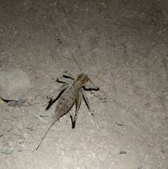 Tettigoniinae