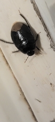 Pangaeus bilineatus