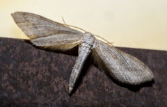 Euacidalia brownsvillea