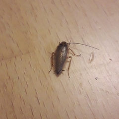 Ectobius vittiventris