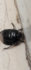 Pangaeus bilineatus