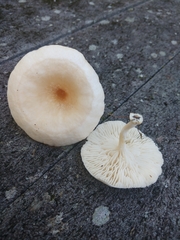 Lentinus tigrinus