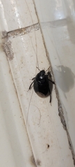 Pangaeus bilineatus