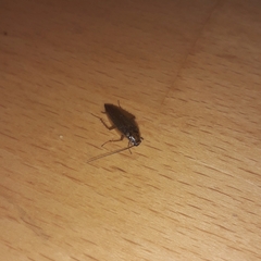 Ectobius vittiventris