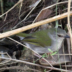 Camaroptera brachyura