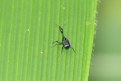 Cycnotrachelodes