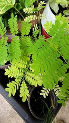 Senna surattensis