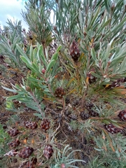 Leucadendron rubrum