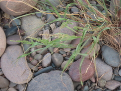 Echinochloa colona