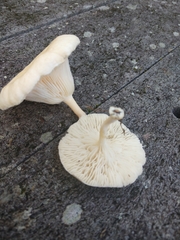 Lentinus tigrinus