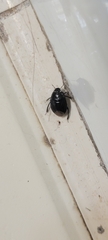 Pangaeus bilineatus