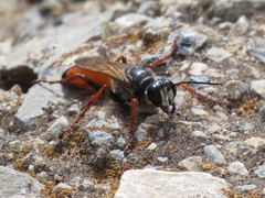 Sphex flavipennis