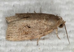 Garella nilotica