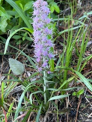 Liatris pycnostachya