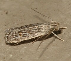 Helcystogramma chambersella