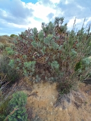 Leucadendron rubrum