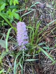 Liatris pycnostachya