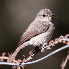 Muscicapa adusta adusta