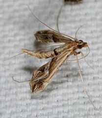 Lineodes fontella