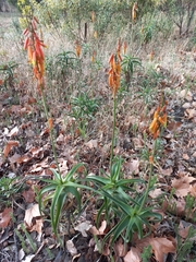 Aloiampelos striatula