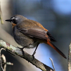 Cossypha caffra caffra