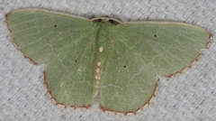 Nemoria lixaria