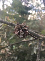 Rabdophaga rosaria