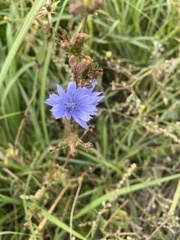 Cichorium intybus