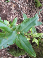 Eucryphia cordifolia