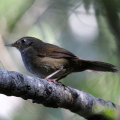 Bradypterus sylvaticus