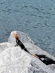 Agama picticauda
