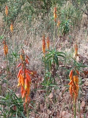 Aloiampelos striatula
