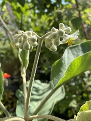 Solanum erianthum