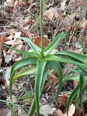 Aloiampelos striatula