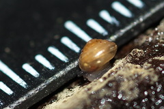Euconulus fulvus