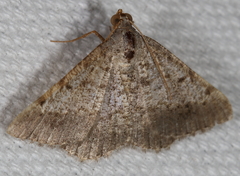 Frederickia nigricomma