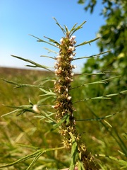 Leonurus glaucescens