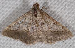 Frederickia nigricomma