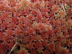 Sphagnum capillifolium