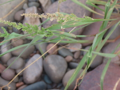 Echinochloa colona