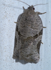 Archips grisea
